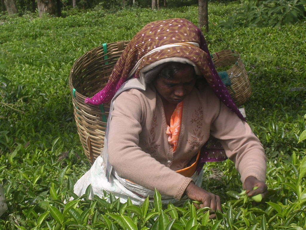 Raccolta del thè nei pressi di Ooty